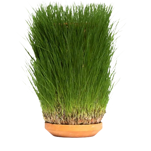 Grass- tall fescue