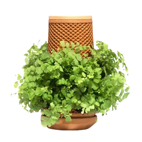 Maidenhair fern